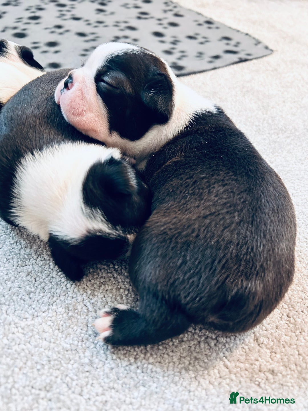 Boston Terrier dogs for sale: Beautiful Chunky KC Boston Terrier Puppies - Image 19