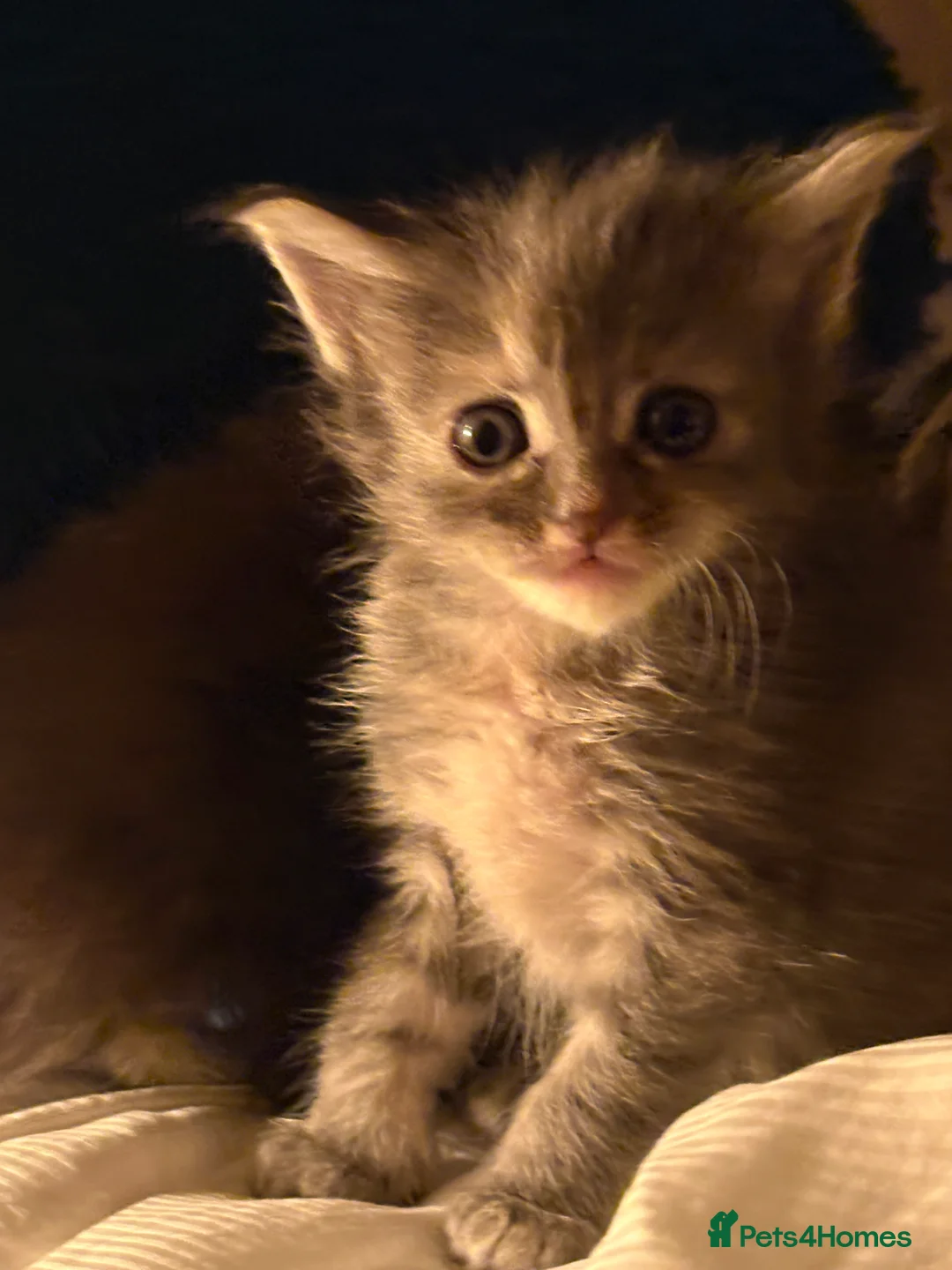 Ragcoon cats for sale: Ragcoons Kittens  - Advert 8