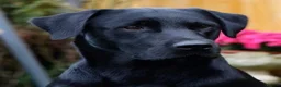 Labrador Retriever dogs for sale: Outstanding working lab pups  in Preston - Advert 1