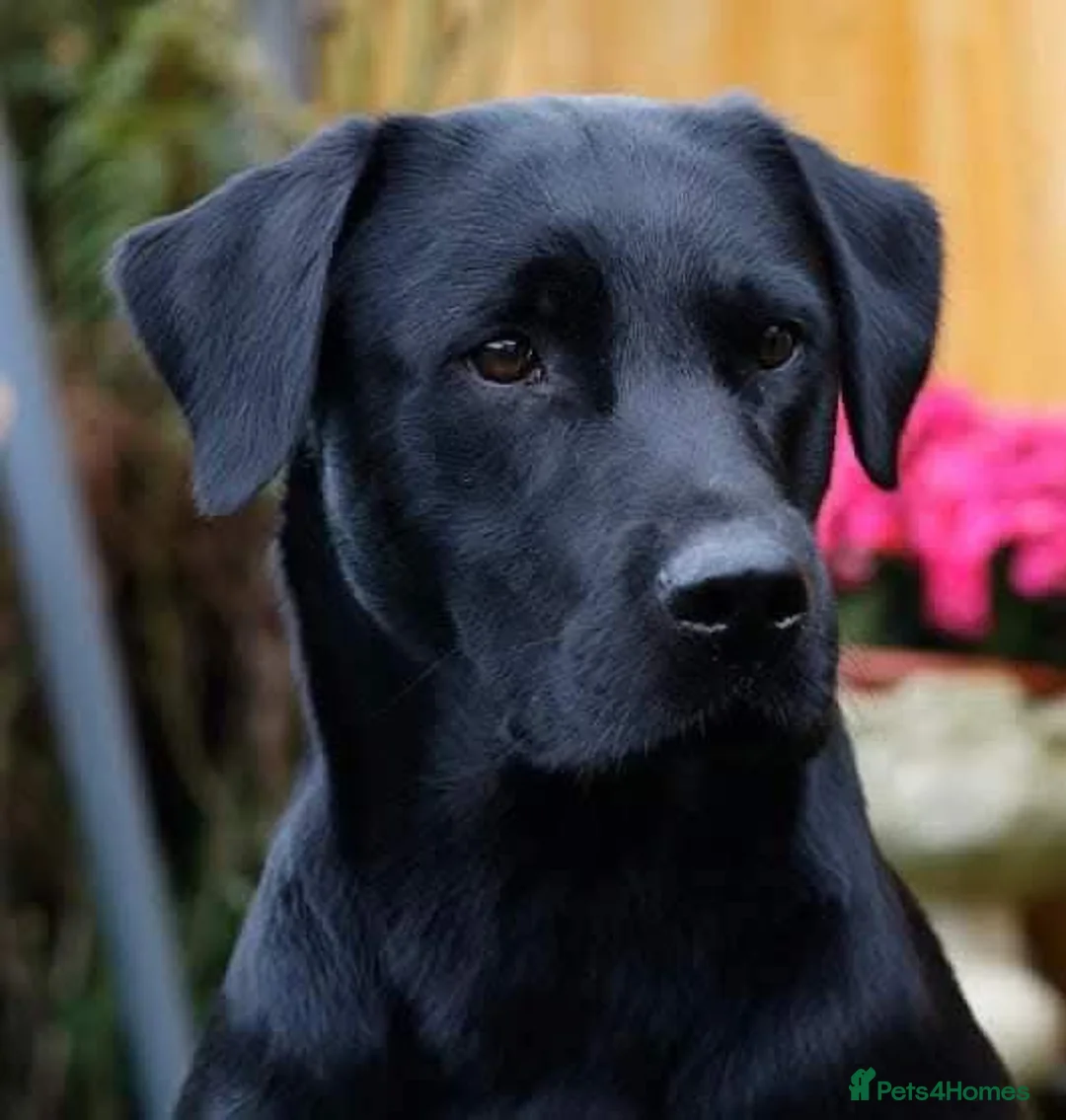 Labrador Retriever dogs for sale: Outstanding working lab pups  in Preston - Advert 1