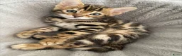 Bengal cats for sale: Bengal kittens  - Advert 26