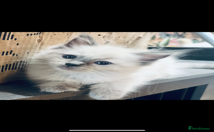 Ragdoll cats - Advert 1