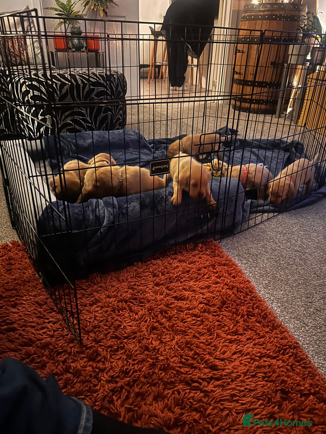 Labrador Retriever dogs for sale: Red fox Labrador puppies  - Advert 16