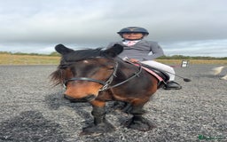 Fell horses for sale: Basil 13.2 registered fell gelding  - Image 11