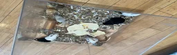Gerbil rodents for sale: Local London Gerbils for sale - Advert 7
