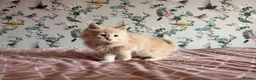 Maine Coon cats for sale: 4 beautiful playful Maine Coon kittens  in Glastonbury - Advert 16