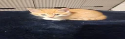 Mixed Breed cats for sale: 4 Gorgeous kittens looking for new home - Advert 17