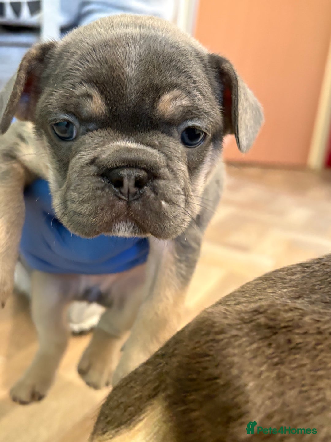 French Bulldog dogs for sale: Beautiful blue and tan French bulldogs  - Advert 7