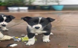 Border Collie dogs for sale: Lovely Border Collie pups available 🩷 - Image 6