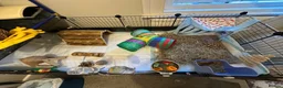 Guinea Pig rodents for sale: Free to a Good Home – Two Male Guinea Pigs - Advert 6