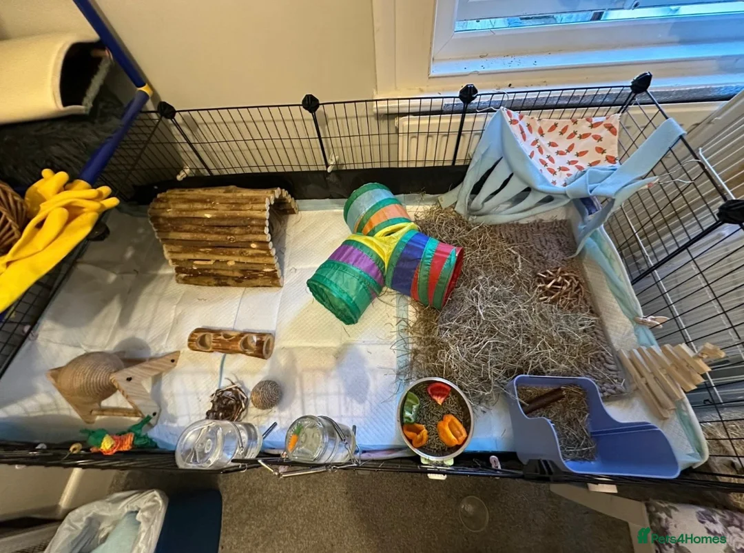 Guinea Pig rodents for sale: Free to a Good Home – Two Male Guinea Pigs - Advert 6
