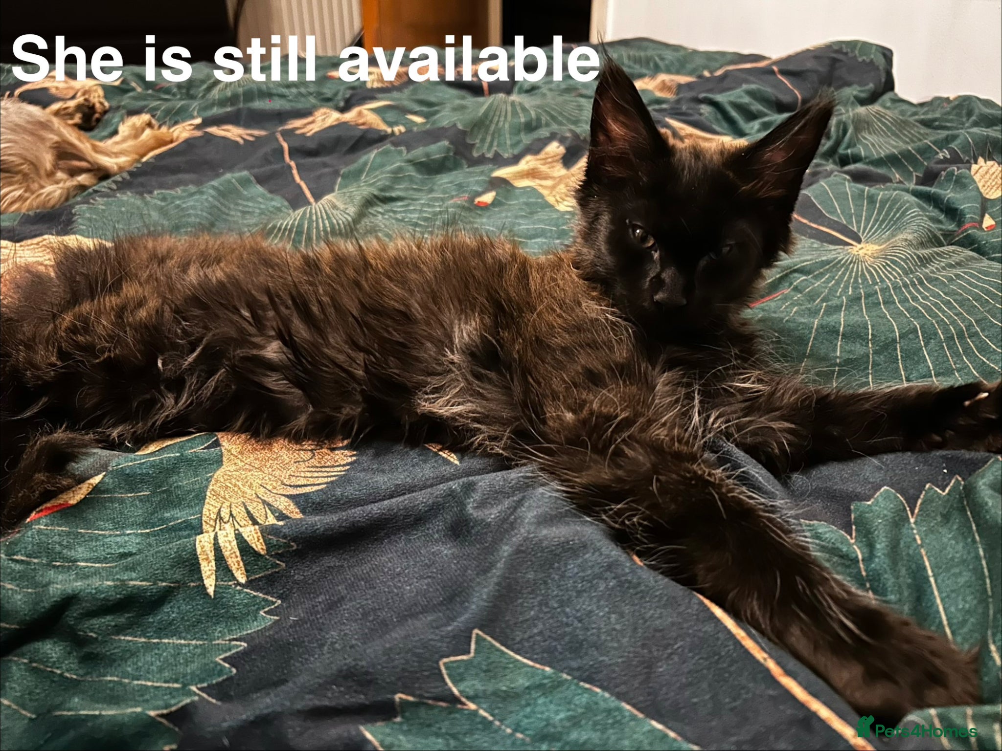 Maine Coon cats TICA Registered Maine Coon 1Girl left  - Advert 5