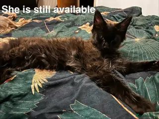 Maine Coon cats TICA Registered Maine Coon 1Girl left - Advert 1