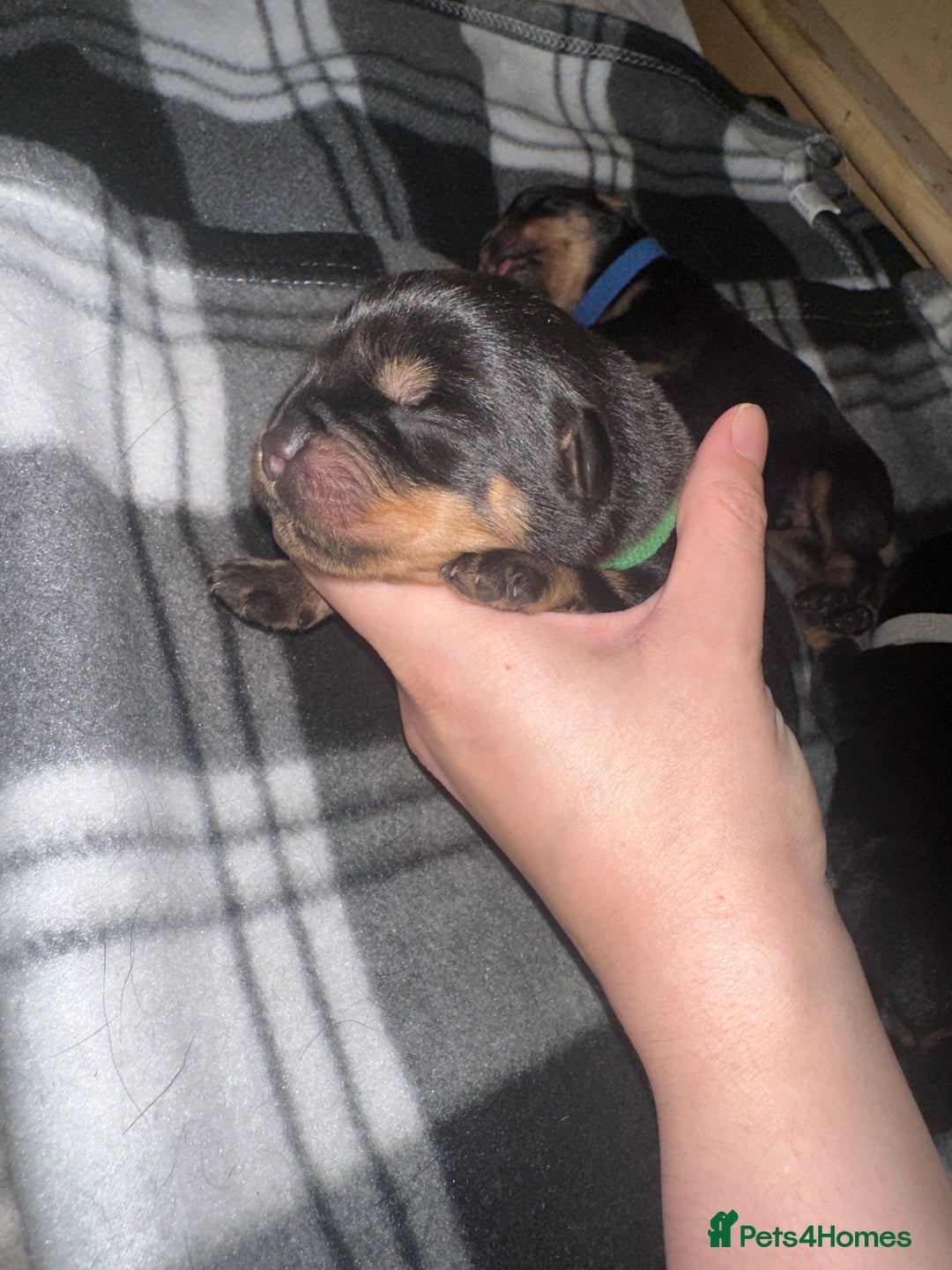 Rottweiler dogs for sale: Full thoroughbred Rottweilers available - Image 5