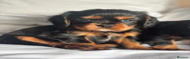 Black and Tan girl 
