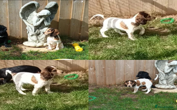 Cocker Spaniel dogs for sale: Ready Now Kc Reg Cocker Spaniel Puppies  - Image 2