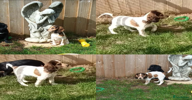 Cocker Spaniel dogs - Advert 5