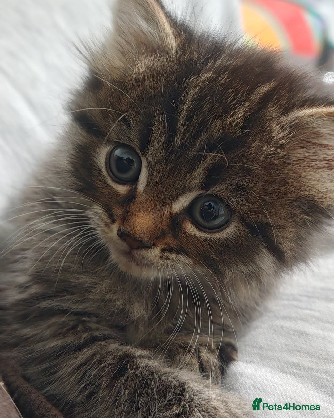 Mixed Breed cats for sale: Adorable half persian Kittens for Sale🐾 - Advert 7