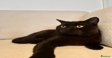 British Shorthair cats - Advert 12