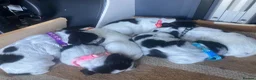 Cocker Spaniel dogs for sale: Pedigree Roan Cocker Spaniel puppies - 3 boys left - Advert 20