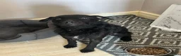 Patterjack dogs for sale: Patterdale / Jack Russel  - Advert 3