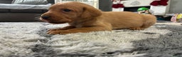 Labrador Retriever dogs for sale: 5 kc chunky fox red Labradors  - Advert 3
