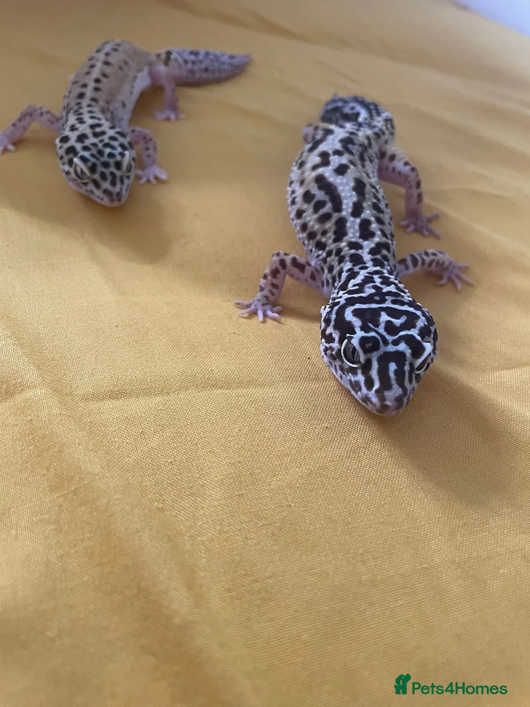 Leopard Gecko reptiles for sale: Leopard gecko sisters in Great Yarmouth - Advert 4