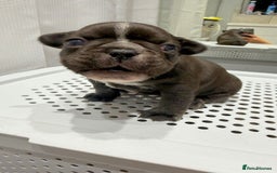 French Bulldog dogs for sale: French Bulldog Puppies – Beautiful and Home-Raised - Image 16