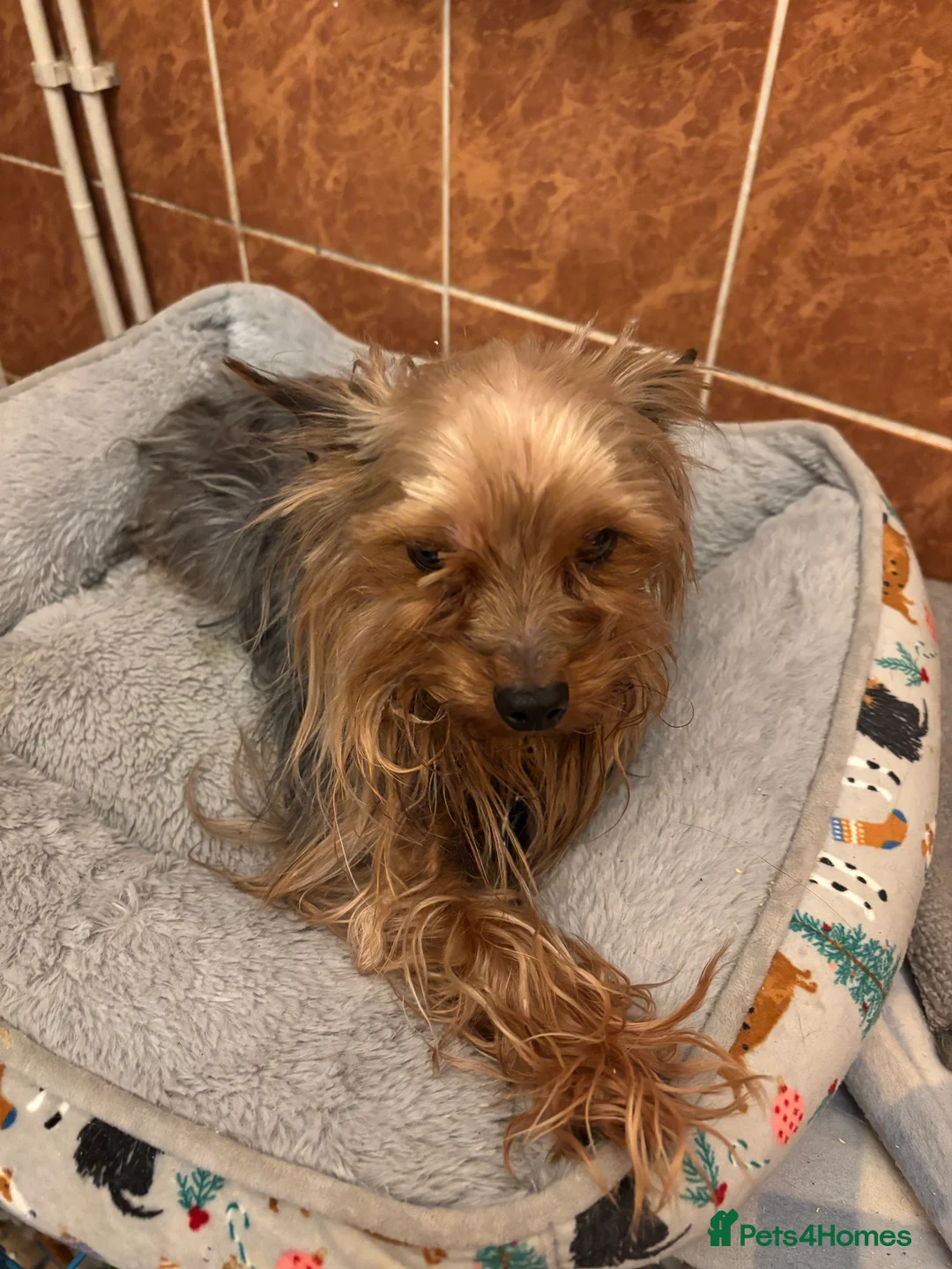 Yorkshire Terrier dogs for sale: Miniature male Yorkshire terrier (junior)  - Advert 3