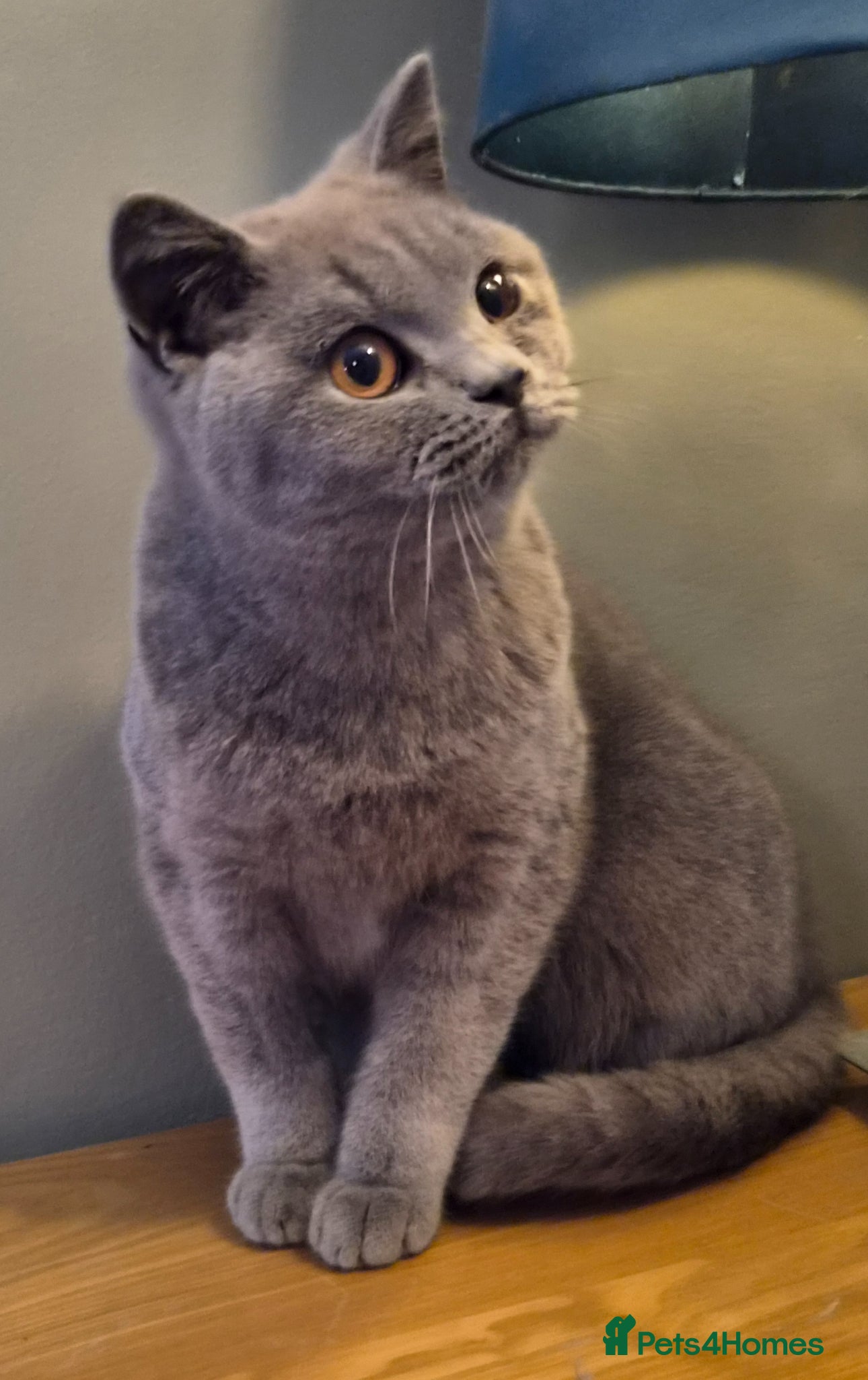 British Shorthair cats Pedigree British Blue kitten - ready now  - Advert 14