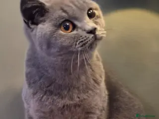 British Shorthair cats Pedigree British Blue kitten - ready now - Advert 14
