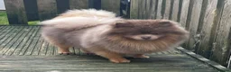 Pomeranian dogs for sale: Lilac and tan male Pomeranian  - Advert 6