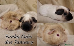 Guinea Pig rodents for sale: White Cali Baby Boars  - Advert 7