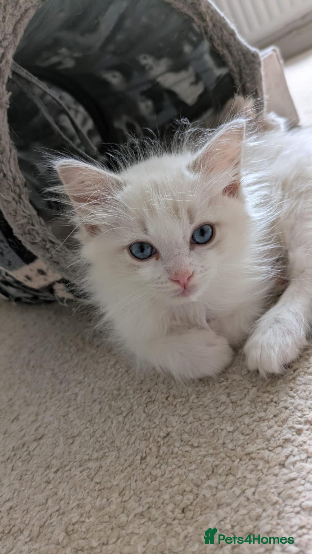 Ragdoll cats TICA Ragdoll Kittens – Mink & Traditional - Advert 1