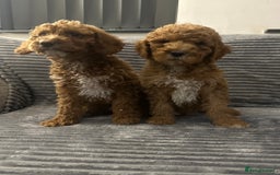 Goldendoodle dogs for sale: Adorable golden doodles - Image 3