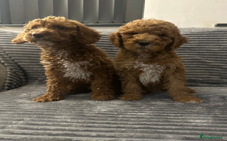 Goldendoodle dogs Adorable golden doodles - Advert 1