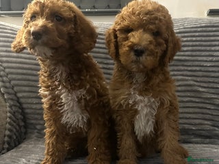 Goldendoodle dogs Adorable golden doodles - Advert 7
