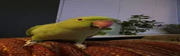 Ringnecks birds for sale: Male and female Indian ring neck parakeets  - Advert 4