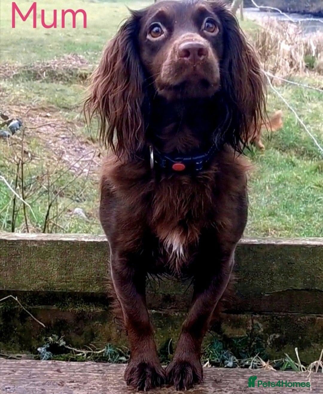 Cocker Spaniel dogs FTCH Pedigree Working Cocker Spaniels  - Advert 17