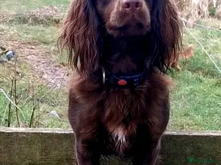 Cocker Spaniel dogs FTCH Pedigree Working Cocker Spaniels - Advert 17