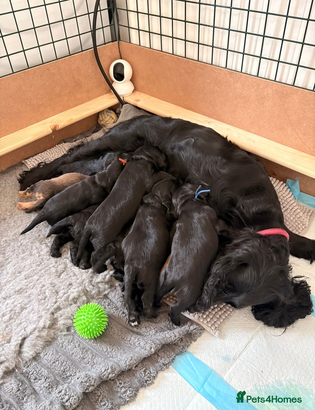 Cocker Spaniel dogs 1 MALE COCKER PUP LEFT✨ - Advert 1
