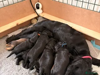 Cocker Spaniel dogs 1 MALE COCKER PUP LEFT✨ - Advert 1