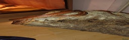 Corn Snake reptiles for sale: Young Male Cornsnake  - Advert 5
