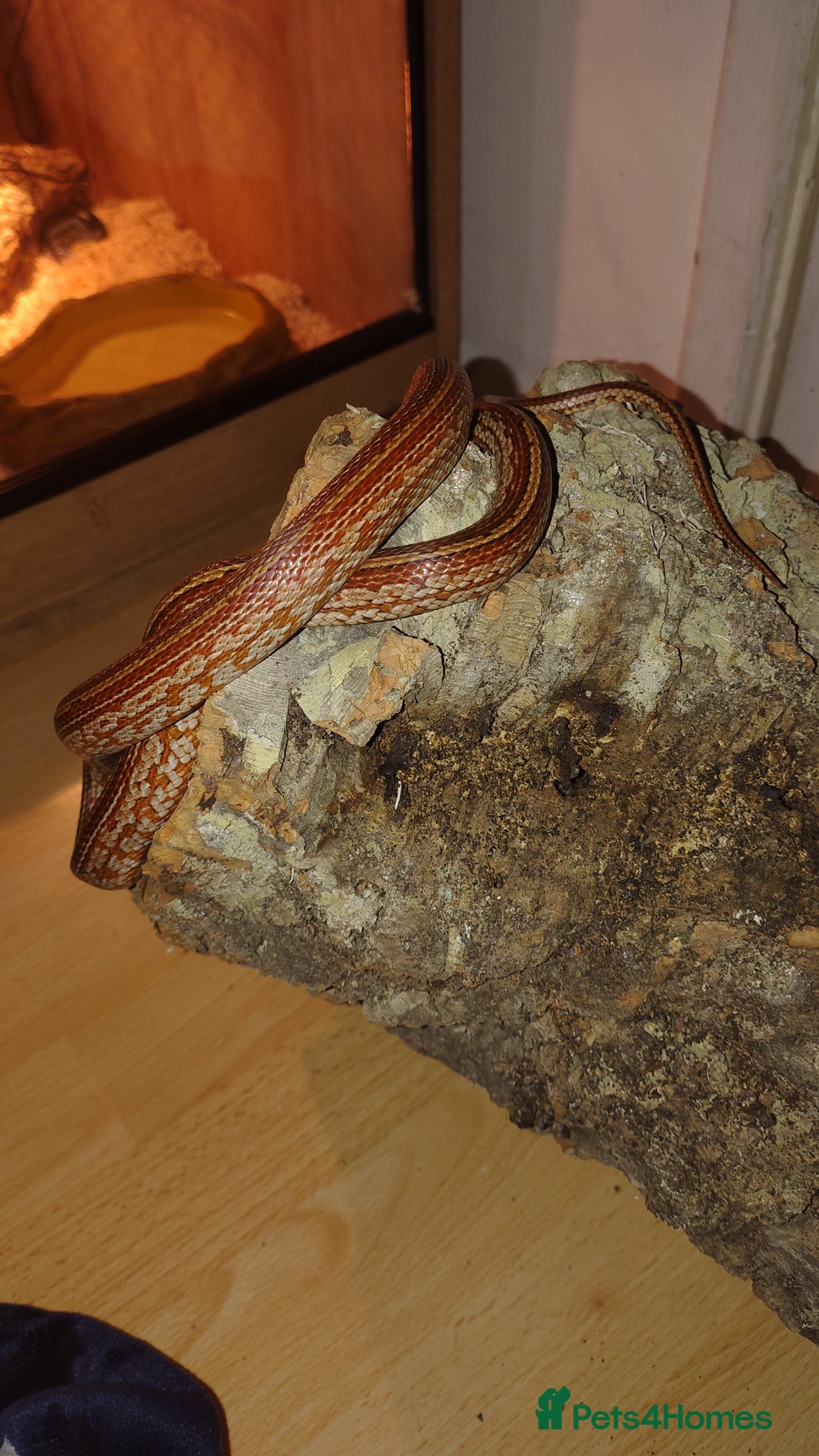 Corn Snake reptiles for sale: Young Male Cornsnake  - Advert 5