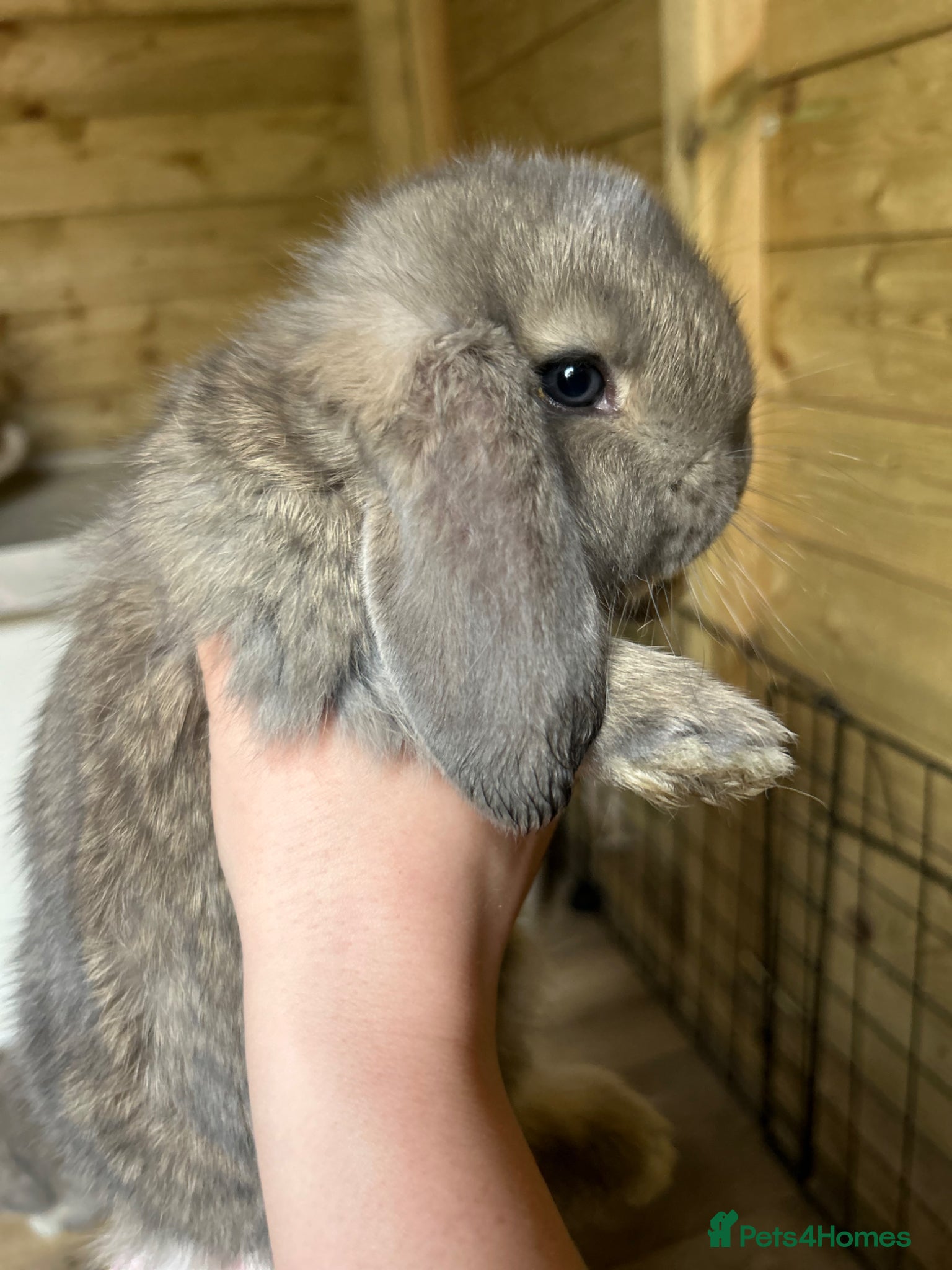 French Lop rabbits Amazing quality French lop babies  - Advert 3