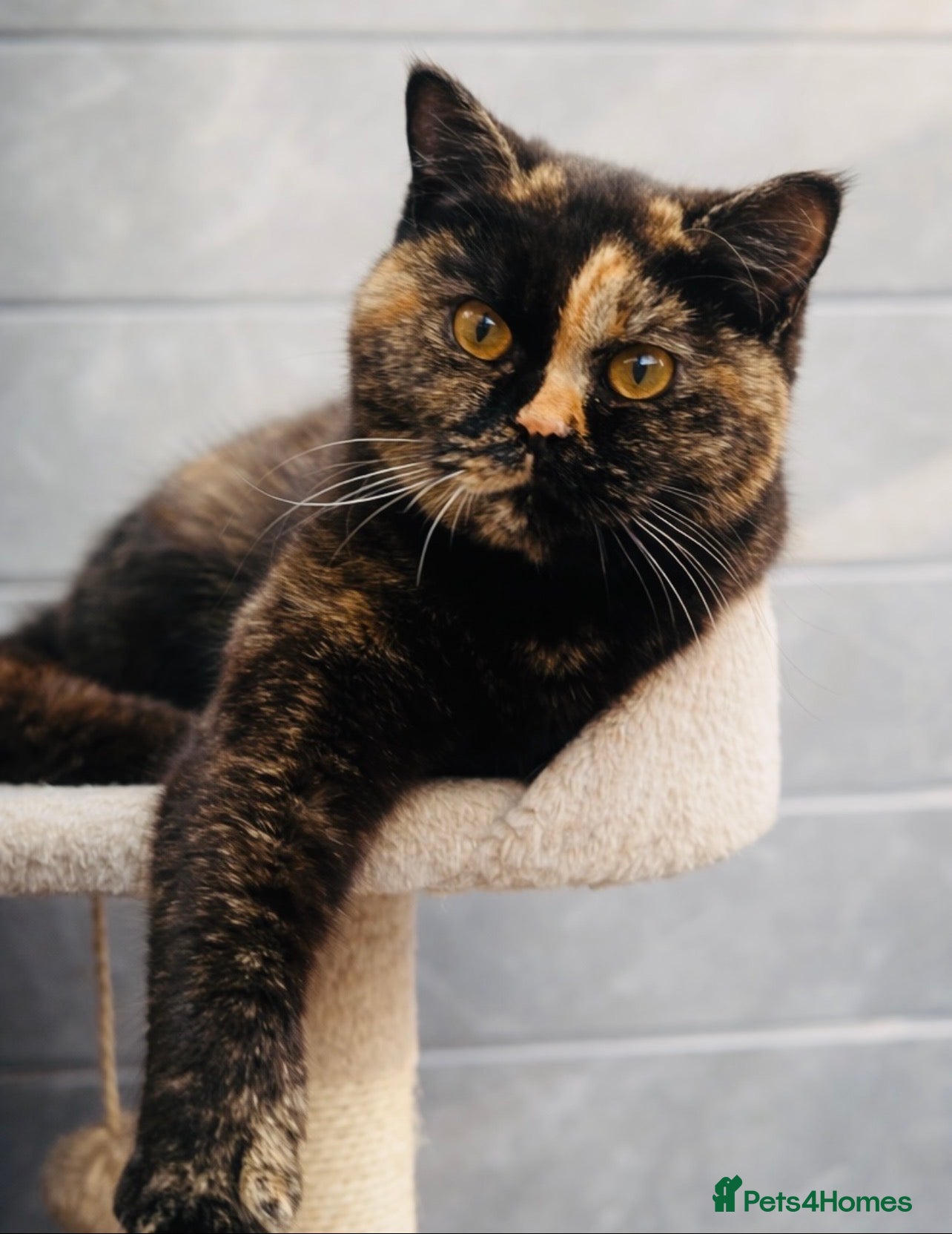 British Shorthair cats 18 Week RARE Tortoiseshell British Shorthair Girl - Advert 12