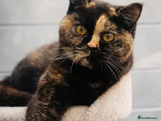 British Shorthair cats 18 Week RARE Tortoiseshell British Shorthair Girl - Advert 12