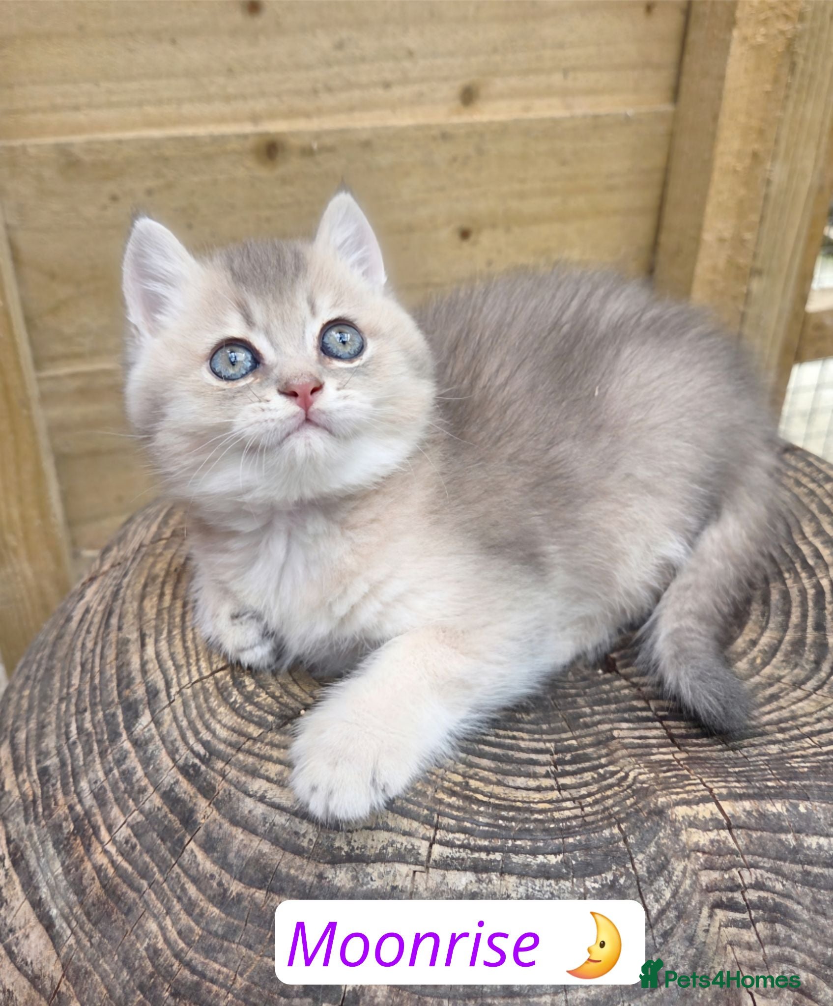 British Shorthair cats 💎 Very Sweet Blue Golden Male 💎 - Advert 3