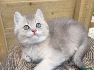 British Shorthair cats 💎 Very Sweet Blue Golden Male 💎 - Advert 3