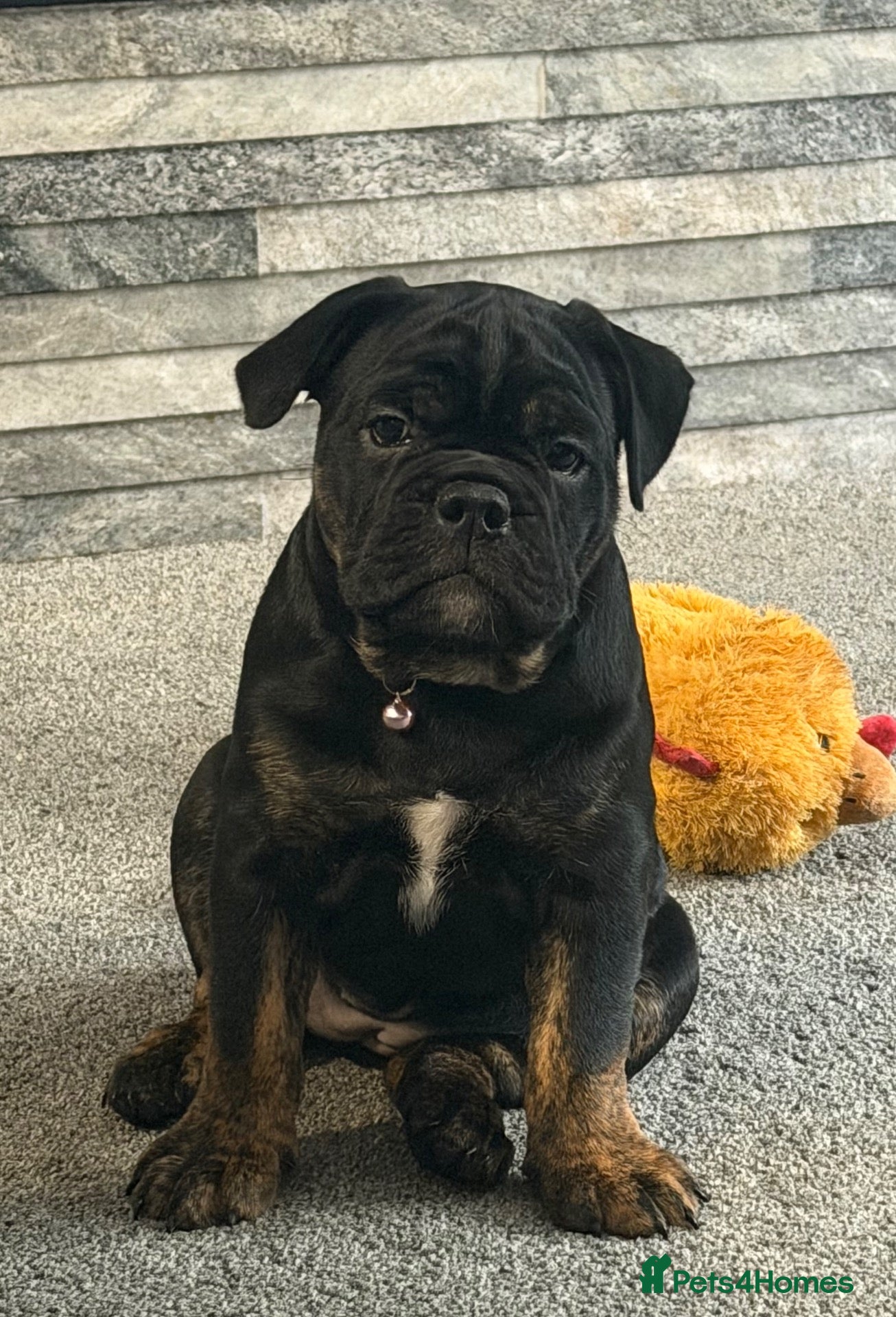 Olde English Bulldogge dogs Olde English Bulldogge puppy for sale  - Advert 2